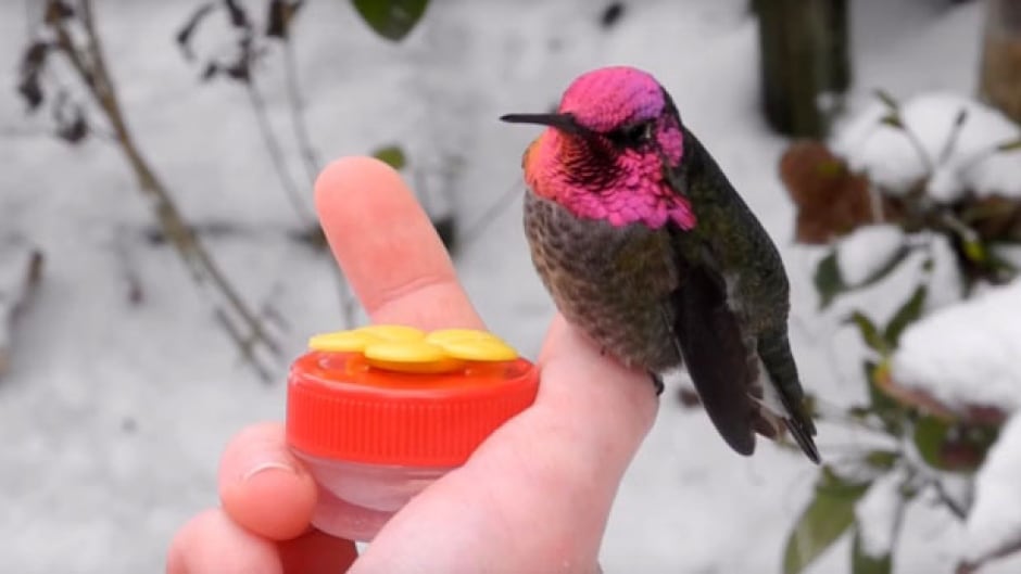 Hummingbirds can live year-round in freezing conditions in the United States and Canada