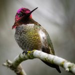 Hummingbirds can live year-round in freezing conditions in the United States and Canada