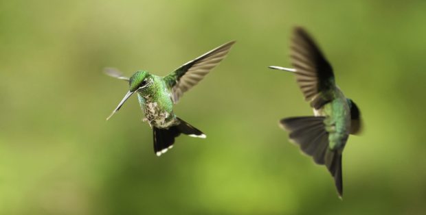 Hummingbirds fight over feeders to protect the sweet nectar, which is an important food source for them