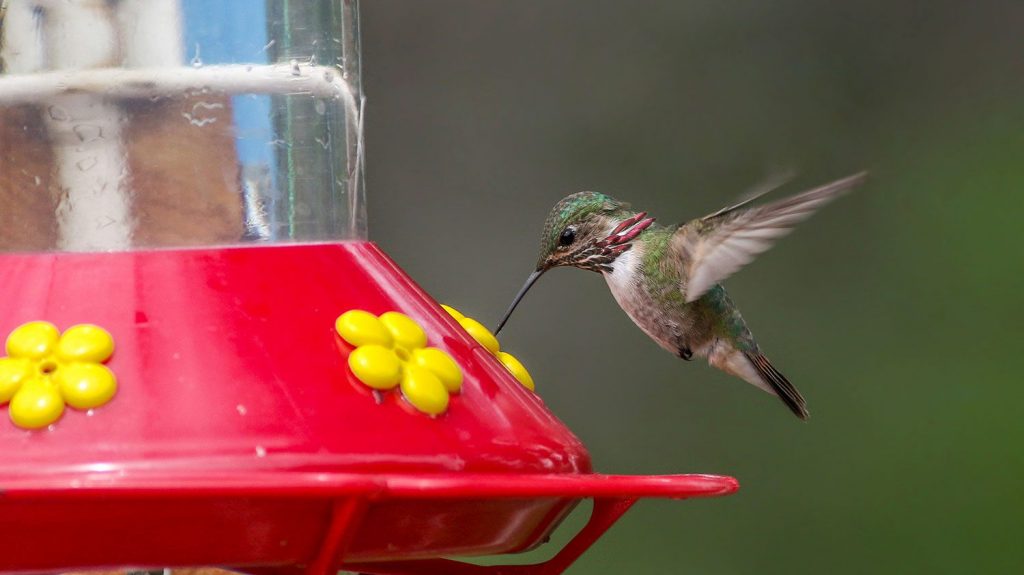 Hummingbirds fight over feeders to protect the sweet nectar, which is an important food source for them