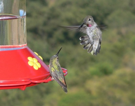 Hummingbirds fight over feeders to protect the sweet nectar, which is an important food source for them