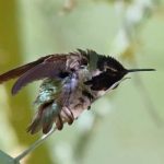 Hummingbirds fight over feeders to protect the sweet nectar, which is an important food source for them