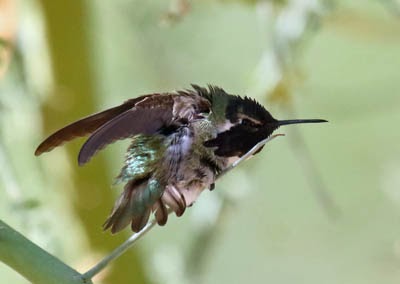 Hummingbirds fight over feeders to protect the sweet nectar, which is an important food source for them