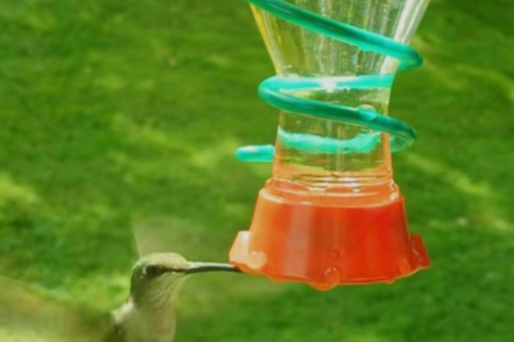 Ideal Placement for Hummingbird Feeders: Morning Sun and Afternoon Shade