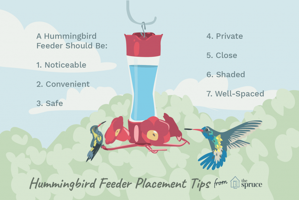 Ideal Placement for Hummingbird Feeders: Morning Sun and Afternoon Shade