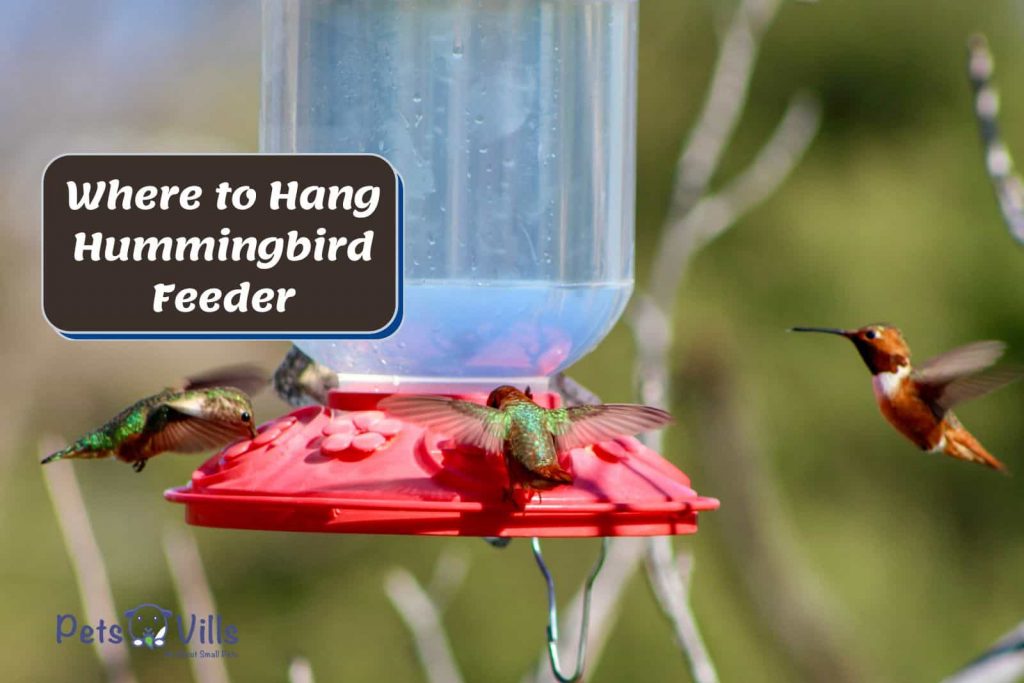 Ideal Placement for Hummingbird Feeders: Morning Sun and Afternoon Shade