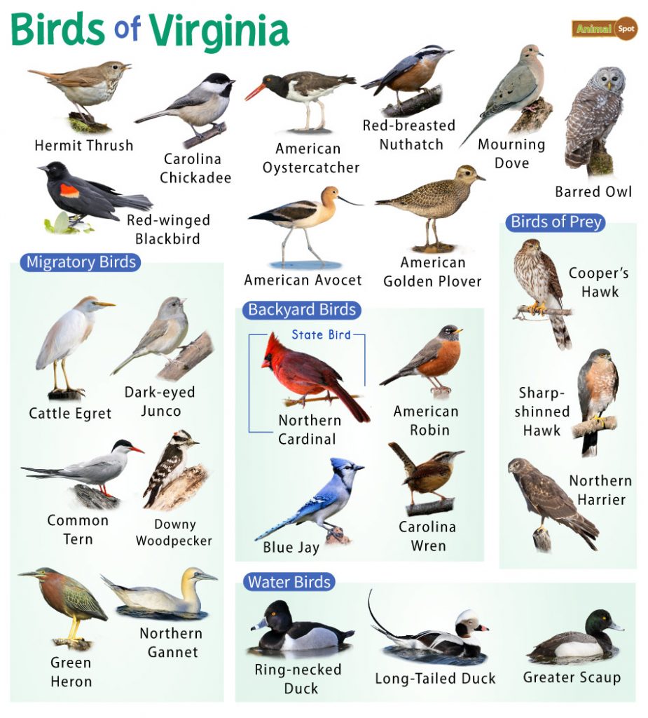 Identification and Attraction of Common Backyard Birds in Virginia