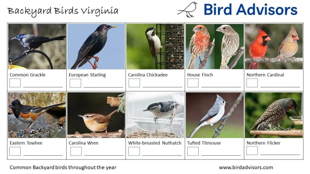 Identification and Attraction of Common Backyard Birds in Virginia