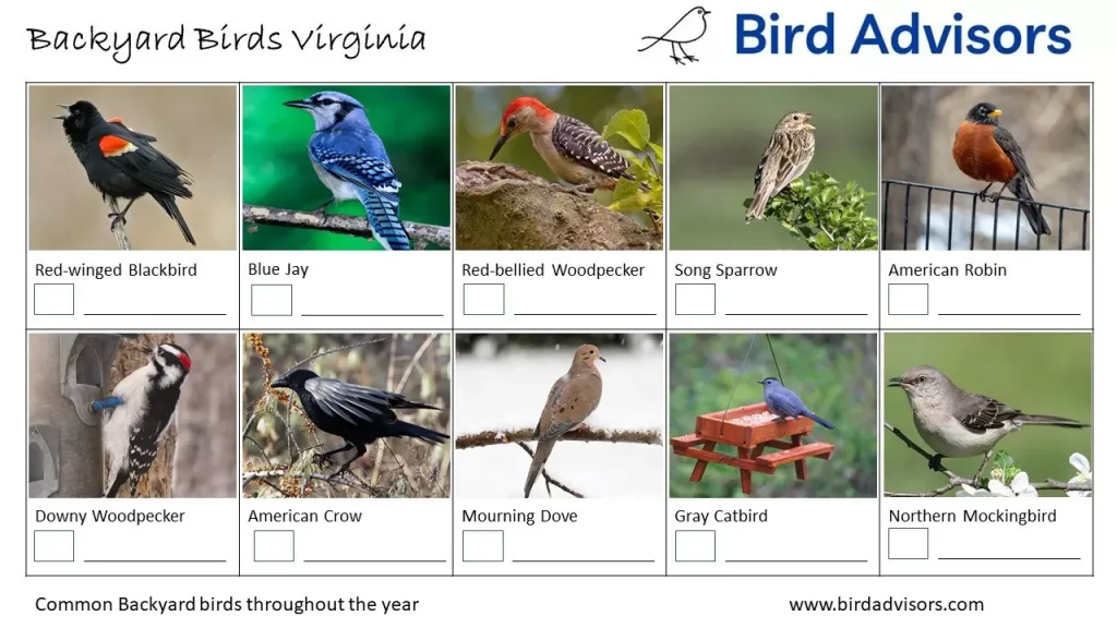 Identification and Attraction of Common Backyard Birds in Virginia