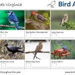 Identification and Attraction of Common Backyard Birds in Virginia