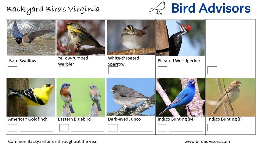 Identification and Attraction of Common Backyard Birds in Virginia