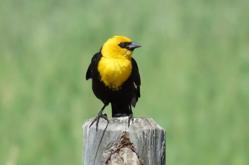 Identification and Photos of Red, Orange, and Yellow Birds in Nebraska