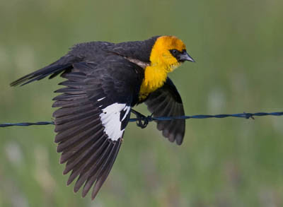 Identification and Photos of Red, Orange, and Yellow Birds in Nebraska