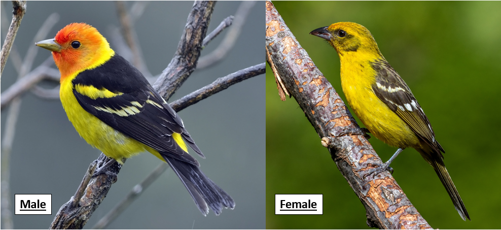 Identification and Photos of Red, Orange, and Yellow Birds in Nebraska