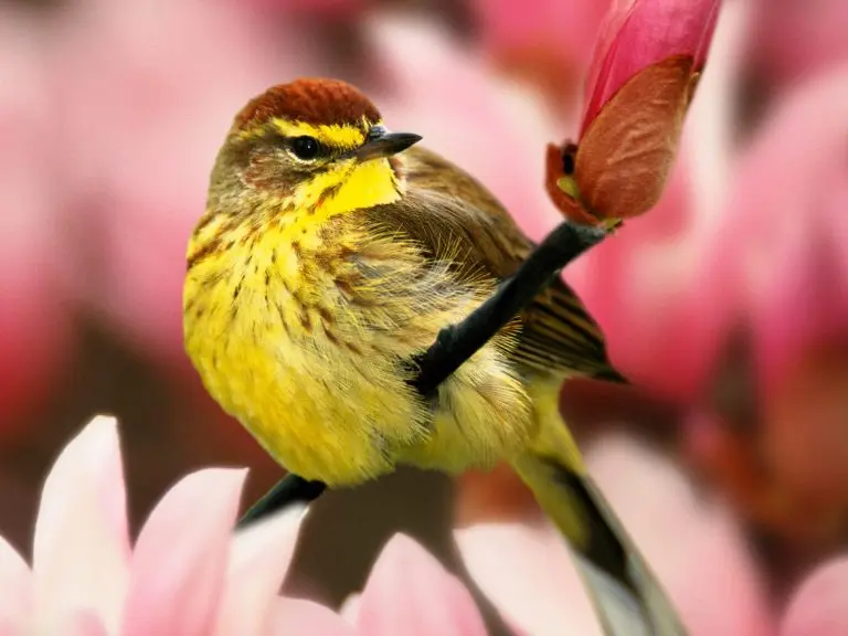 Identification tips and photos of red, orange, and yellow birds in Florida