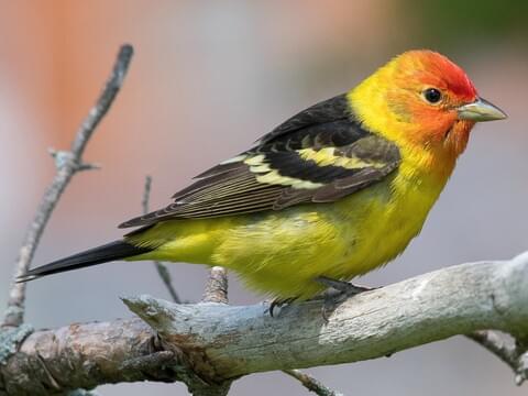 Identification tips and photos of red, orange, and yellow birds in Florida