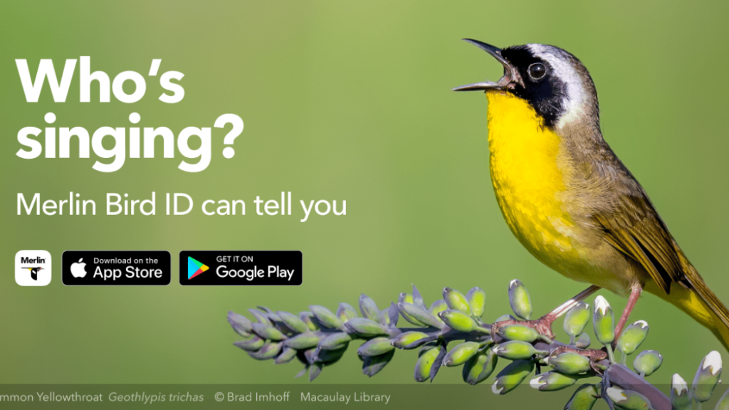 Identify bird songs and calls with the free Merlin Bird ID app