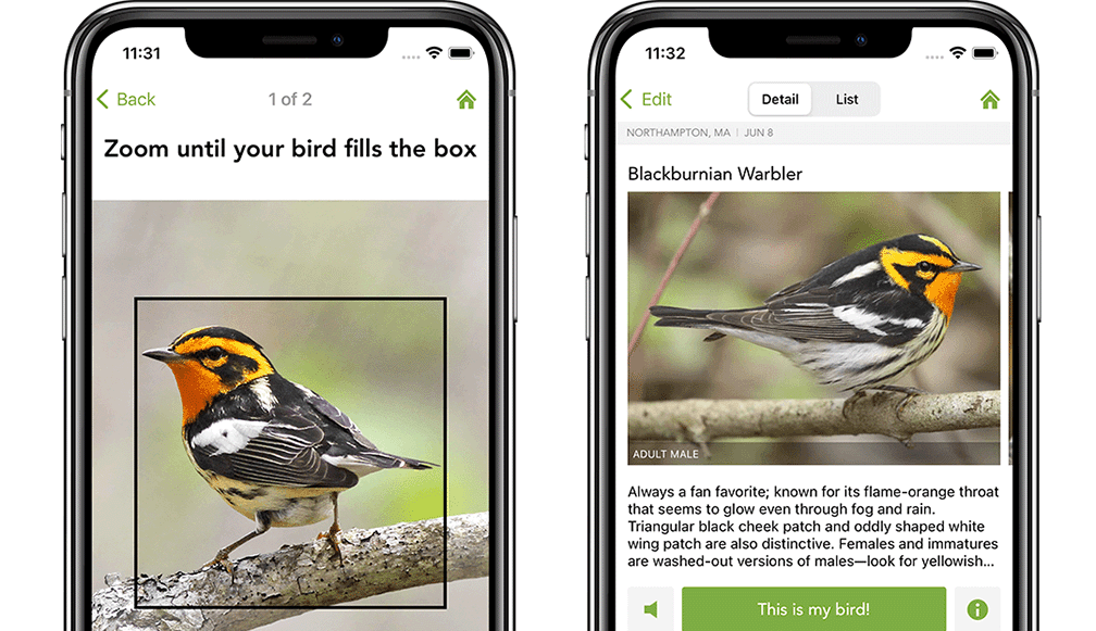 Identify bird songs and calls with the free Merlin Bird ID app