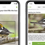 Identify bird songs and calls with the free Merlin Bird ID app