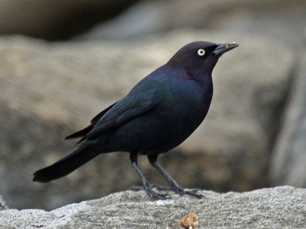 Identifying 22 Different Types of Black Birds: A Comprehensive Guide