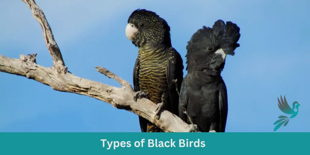 Identifying 22 Different Types of Black Birds: A Comprehensive Guide