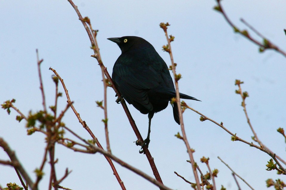 Identifying 22 Different Types of Black Birds: A Comprehensive Guide