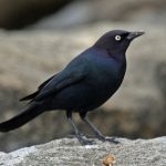 Identifying 22 Different Types of Black Birds: A Comprehensive Guide