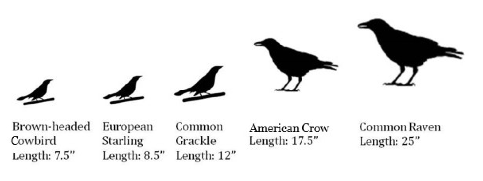 Identifying 22 Different Types of Black Birds: A Comprehensive Guide