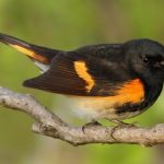 Identifying Birds in Louisiana: Red, Orange, and Yellow Feathers