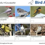 Identifying Birds in Minnesota by Shape and Size