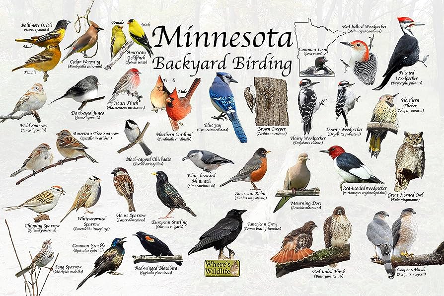 Identifying Birds in Minnesota by Shape and Size