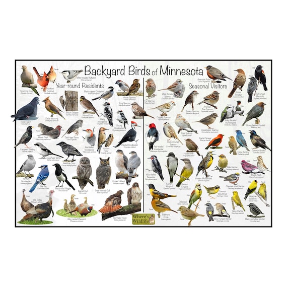 Identifying Birds in Minnesota by Shape and Size