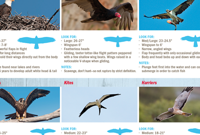 Identifying Birds in Minnesota by Shape and Size