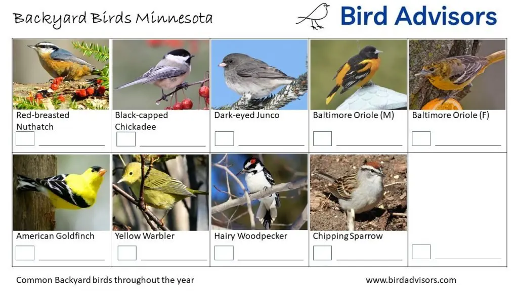 Identifying Birds in Minnesota by Shape and Size