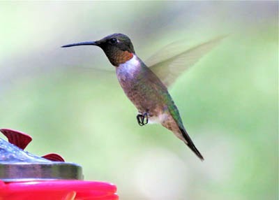 Identifying Red, Orange, and Yellow Birds of New Jersey Based on Color