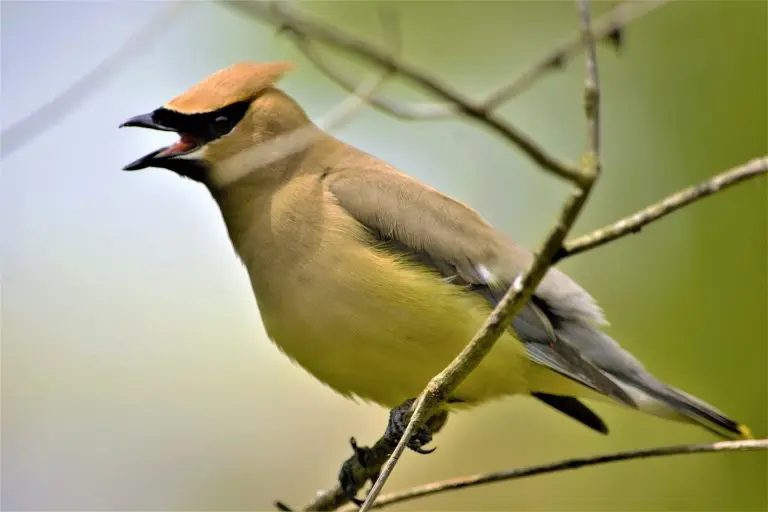 Identifying Red, Orange, and Yellow Birds of New Jersey Based on Color