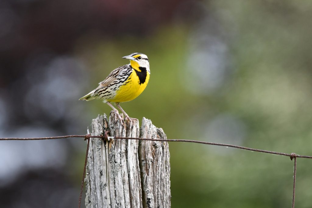 Identifying Red, Orange, and Yellow Birds of New Jersey Based on Color