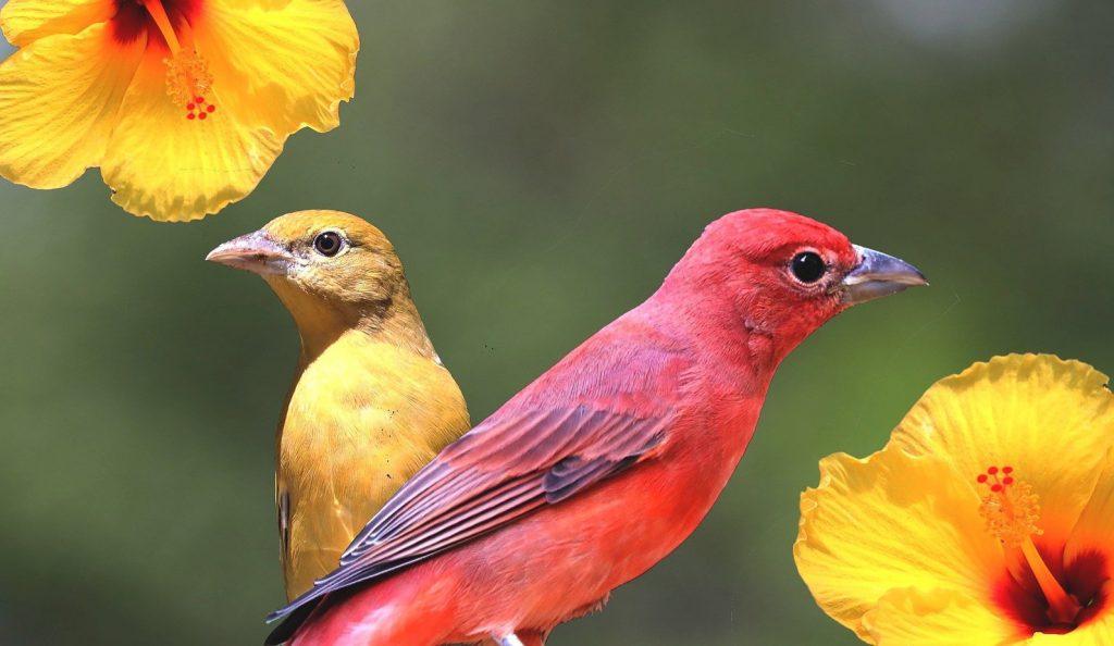 Identifying Red, Orange, and Yellow Birds of New Jersey Based on Color