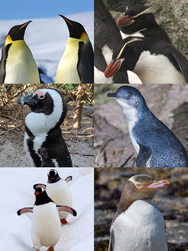 Is a Penguin A Bird?