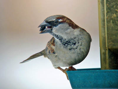 Little Brown Birds Commonly Found at Feeders in the United States