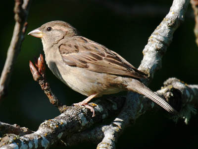 Little Brown Birds Commonly Found at Feeders in the United States