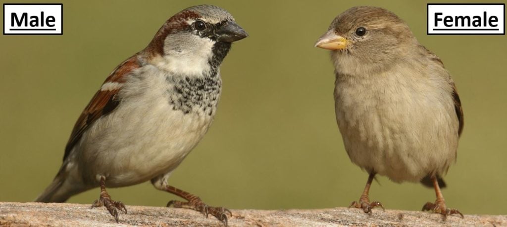 Little Brown Birds Commonly Found at Feeders in the United States