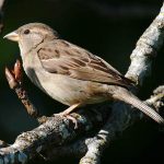 Little Brown Birds Commonly Found at Feeders in the United States