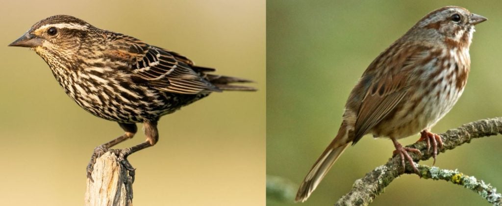 Little Brown Birds Commonly Found at Feeders in the United States