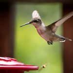 Maximize Hummingbird Attraction with Multiple Feeders