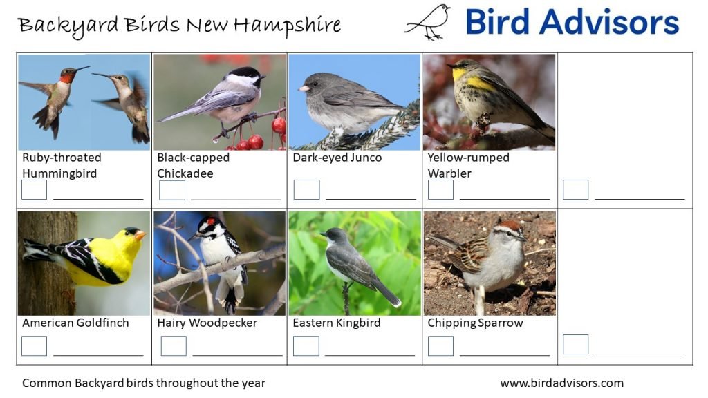 Most Common Backyard Birds in New Hampshire