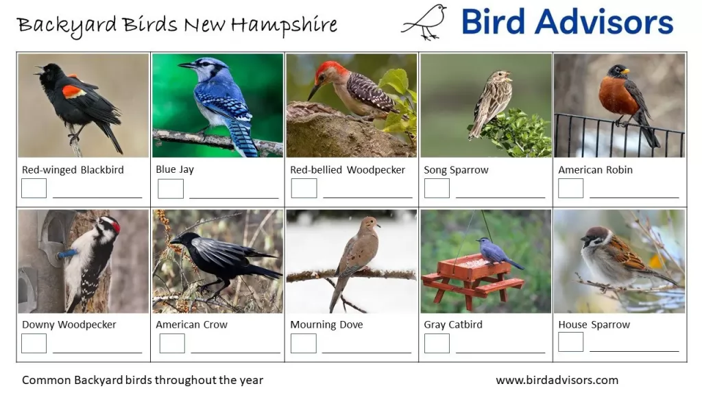 Most Common Backyard Birds in New Hampshire