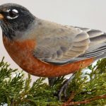 Most Common Backyard Birds in New Hampshire