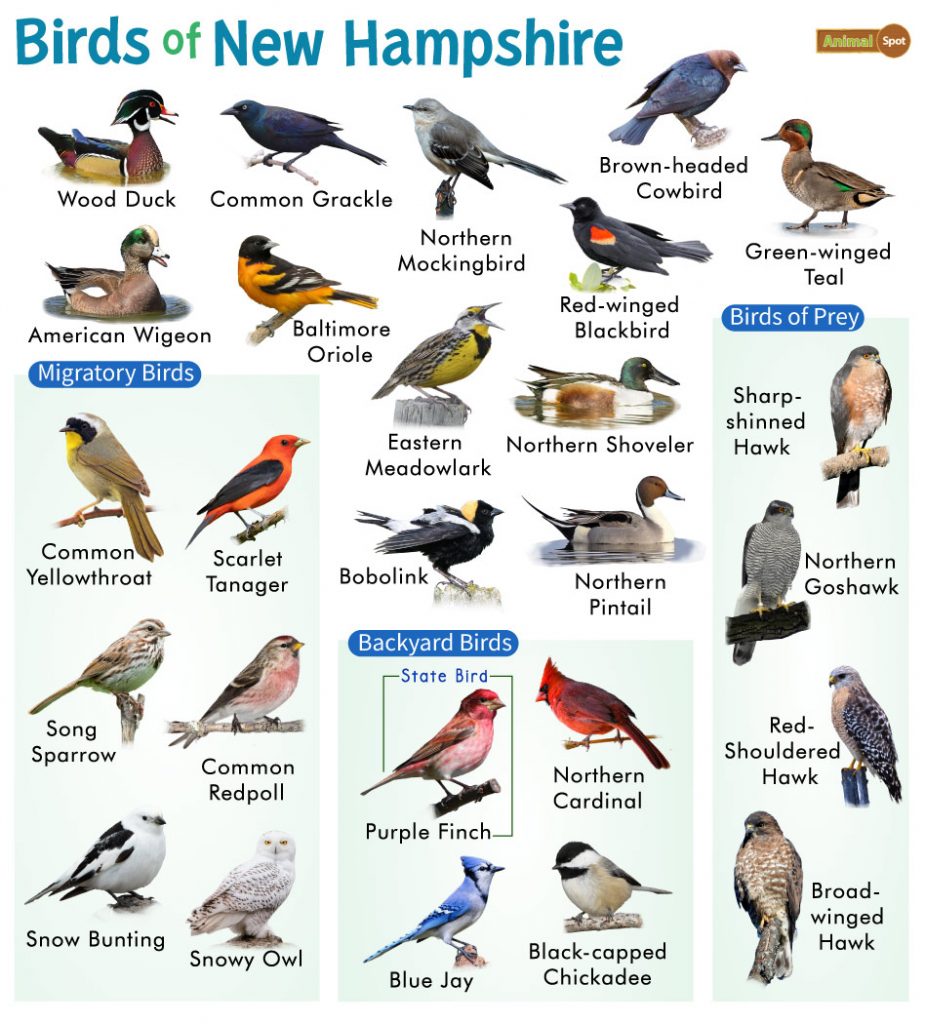 Most Common Backyard Birds in New Hampshire