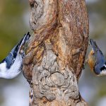 Nuthatches: Small Birds with Upside-Down Feeding Behavior